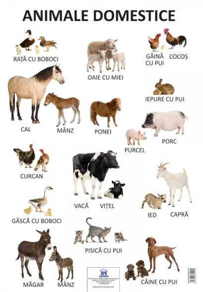 Plansa - Animale domestice