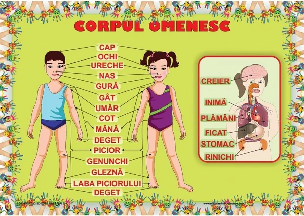 Plansa Corpul omenesc
