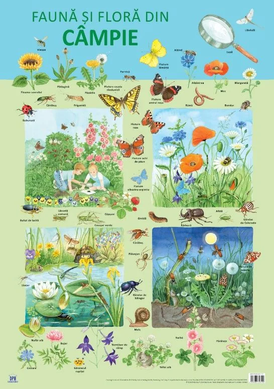Plansa: Fauna si flora din campie